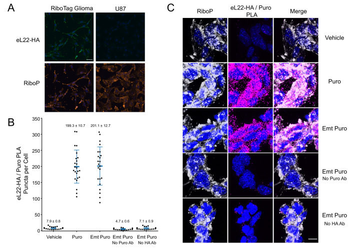 Figure 1—figure supplement 1.