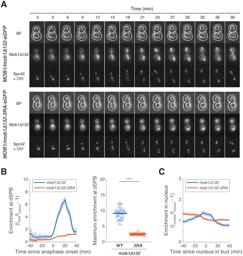 Figure 5—figure supplement 5.