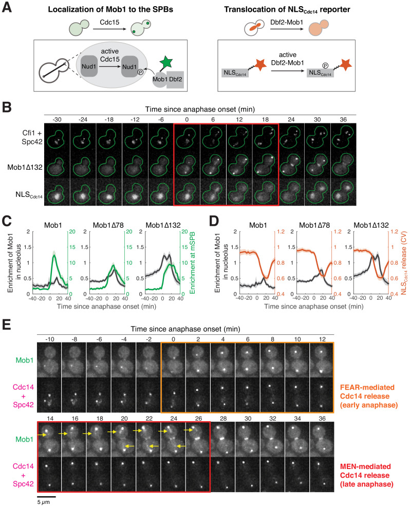 Figure 1—figure supplement 2.