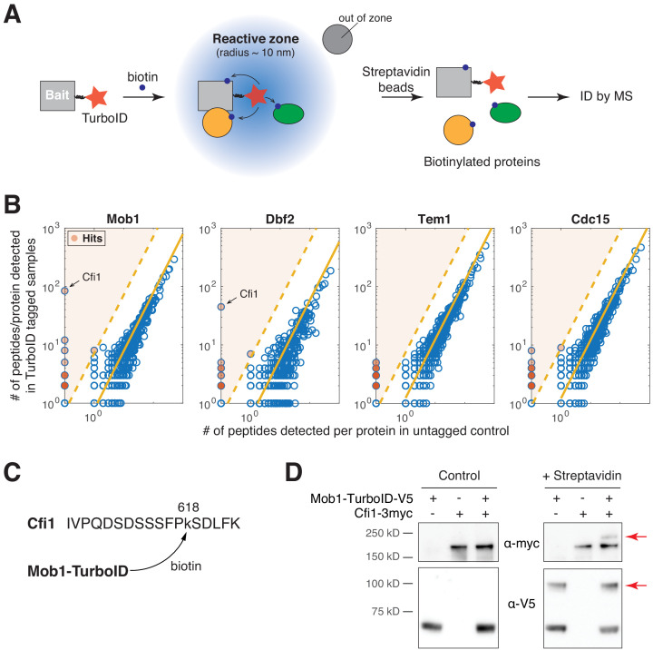 Figure 2—figure supplement 1.