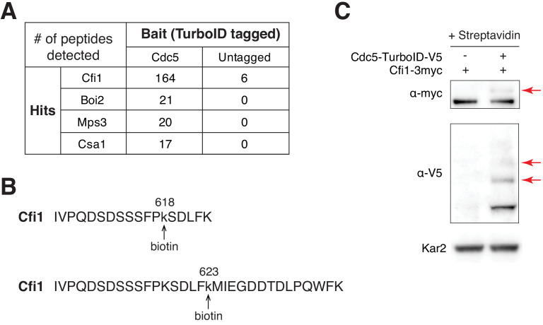 Figure 5—figure supplement 4.