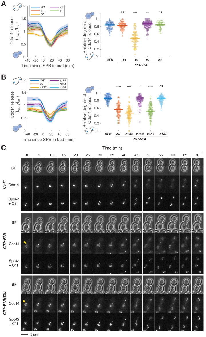 Figure 6—figure supplement 1.