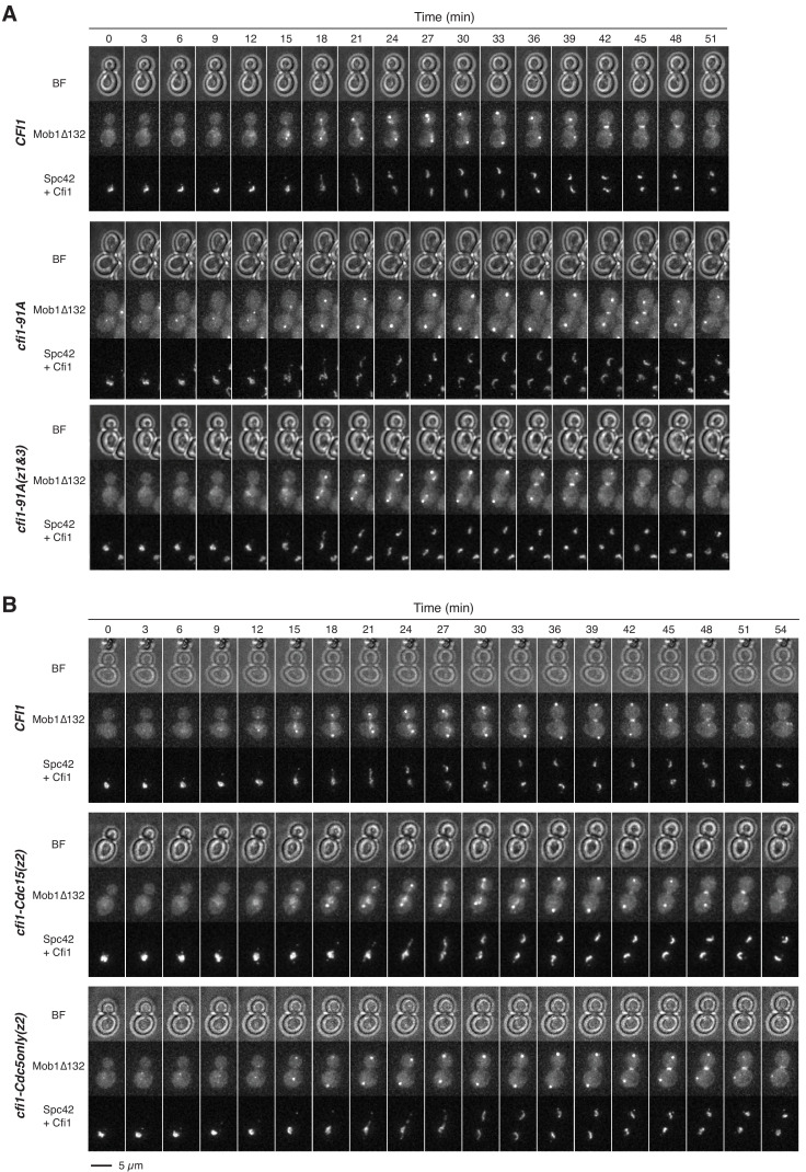 Figure 5—figure supplement 2.