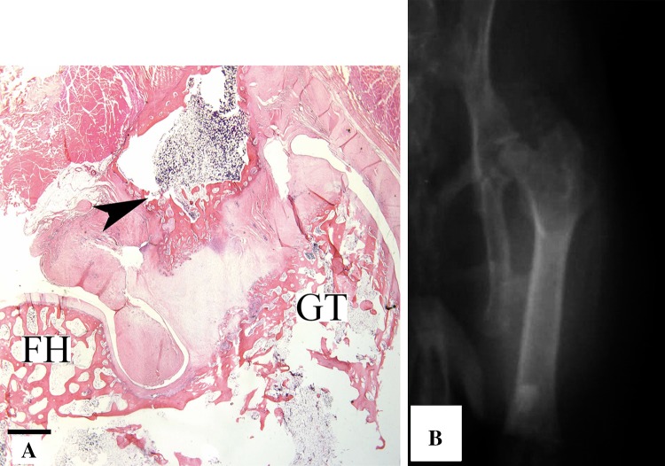 Fig. 6A–B