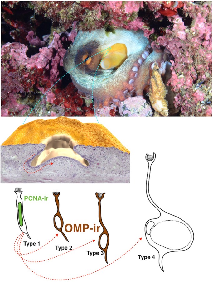 Fig. 7.