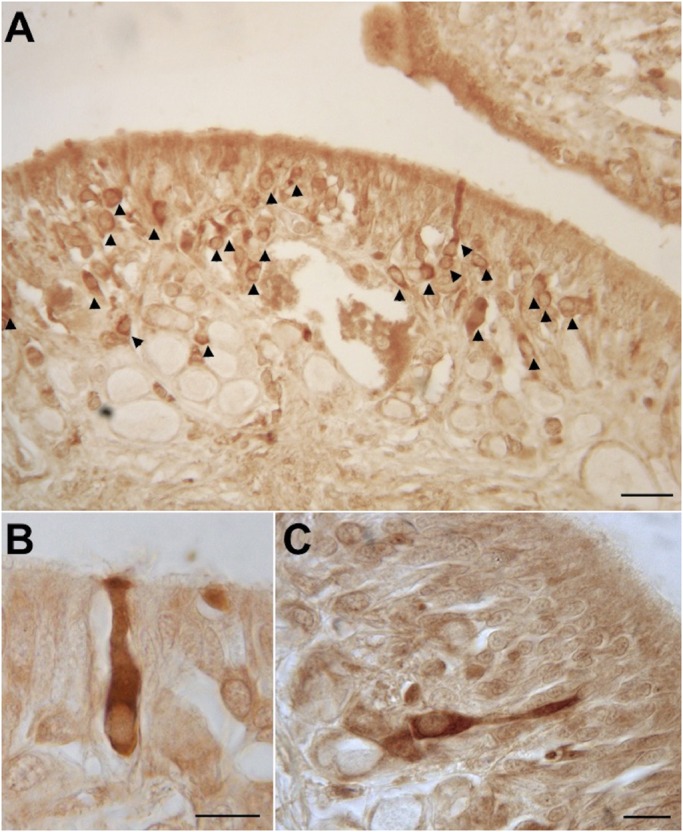 Fig. 5.