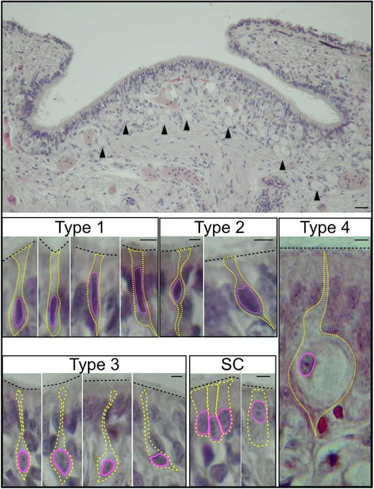 Fig. 2.