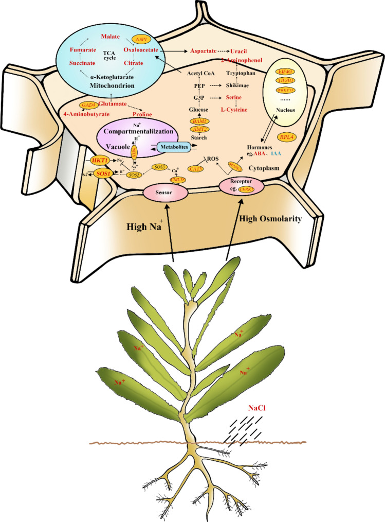 Figure 11
