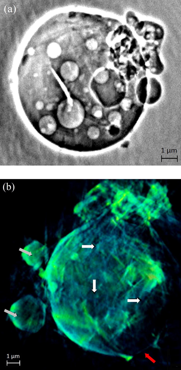 Fig. 3