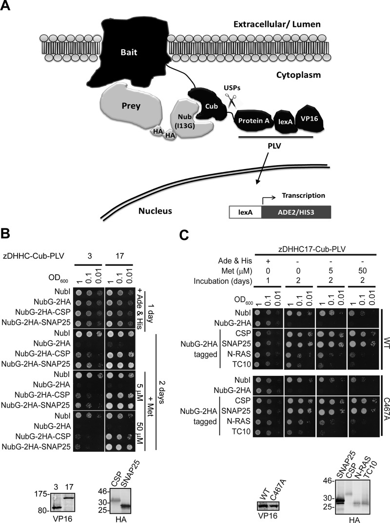 FIGURE 2: