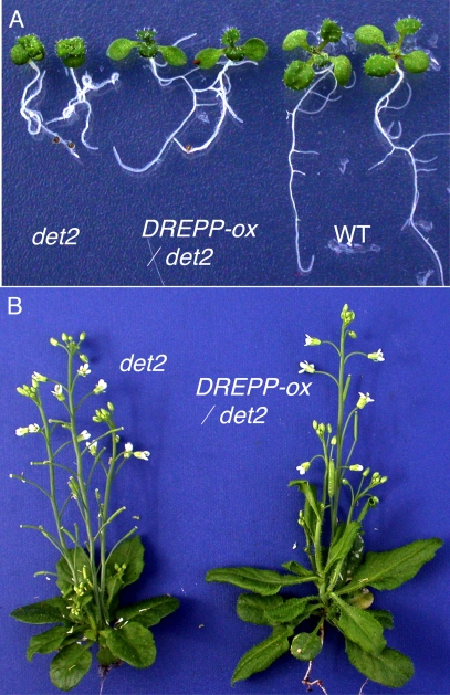 Fig. 8.