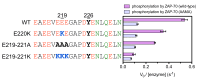 Figure 7—figure supplement 8.