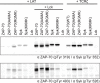 Figure 10—figure supplement 1.