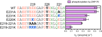 Figure 5—figure supplement 2.