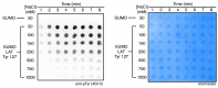 Figure 8—figure supplement 1.