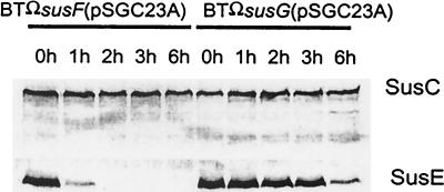 FIG. 8