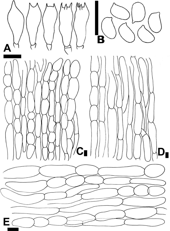 Figure 8