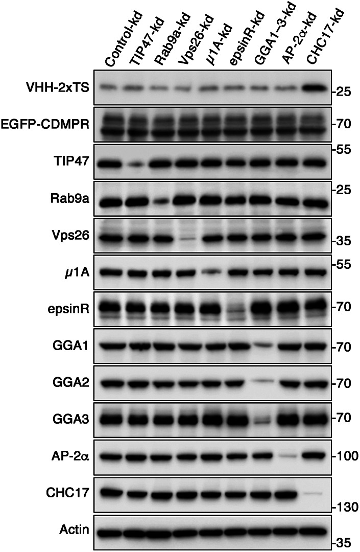 Figure S1.