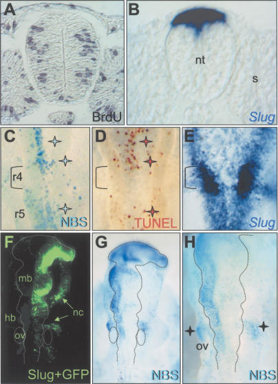 Figure 9.