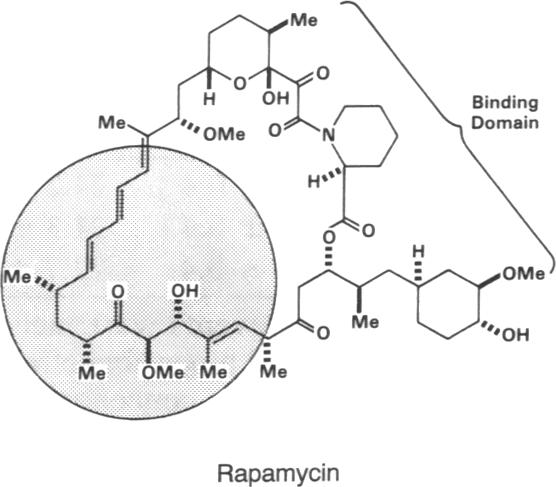 graphic file with name pnas01064-0302-a.jpg