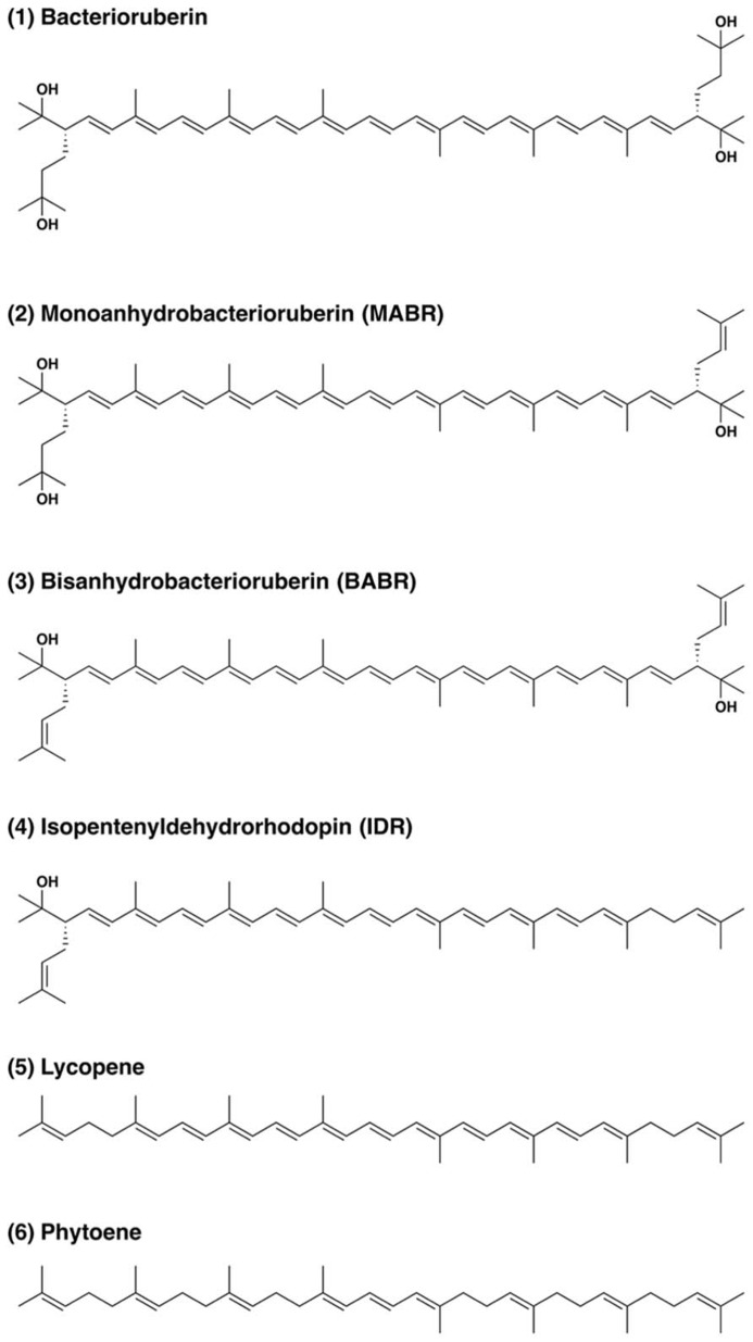 FIGURE 2