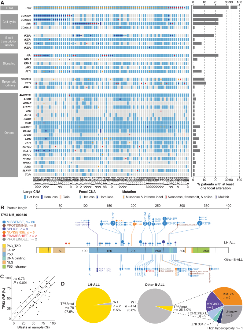 Figure 2. Landscape of recurrent genomic alterations in adult LH-ALL. A, Heat map of recurrent CNA and mutations in the 80 LH-ALL cases. Focal alterations refer to CNA not involving whole chromosome arms and mutations. Cases with several mutations are referred to as multihit. B, Lollipop plot depicting TP53 mutations detected in both LH-ALL and other Ph-negative B-ALL. C, Correlation between TP53 mutation VAF and blast percentage, as assessed by flow cytometry after ficoll or morphology on marrow smear, using Pearson correlation coefficient. D, Proportion of TP53 mutations in LH-ALL and other Ph-negative B-ALL with available data from the study cohort (n = 499).