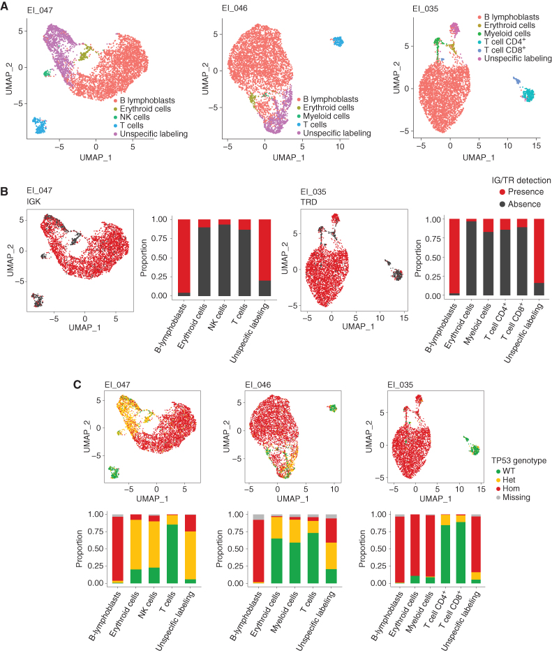 Figure 5. Single-cell analysis at LH-ALL diagnosis identifies a preexisting multilineage TP53-mutant clonal population. A, UMAP plots for individual diagnostic samples from three patients (EI_47, EI_46, and EI_035), having 5,228, 4,947, and 4,343 cells available for analysis, respectively. Cells are clustered by expression of cell-surface markers and colored according to assigned clusters. B, Same UMAP plots for patients EI_047 and EI_035, with cells colored according to the presence of specific clonal IG/TR sequences allowing to identify B-ALL cells. Histograms show the proportion of positive cells within each cell cluster. C, Same UMAP plots (top) with cells colored according to TP53 genotype. Histograms (bottom) show the proportion of each TP53 genotype within each cell cluster.