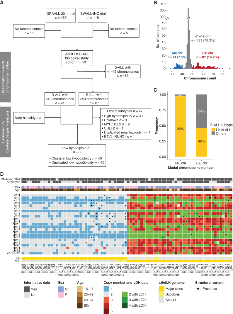 Figure 1. Identification of a cohort of 80 LH-ALL cases by karyotyping and sequencing-based assessment of CNA and LOH. A, Flow diagram describing the study cohort of Ph-negative B-ALL adult patients. B, Distribution of B-ALL cases according to their modal chromosome number assessed by karyotyping and/or sequencing-based CNA analysis. C, Proportion of LH-ALL within cases with ≤40 chromosomes and cases with ≥50 chromosomes after integration of sequencing-based LOH analysis. D, Heat map of chromosome anomalies as determined by karyotyping or CNA/LOH analysis in the 80 LH-ALL cases.