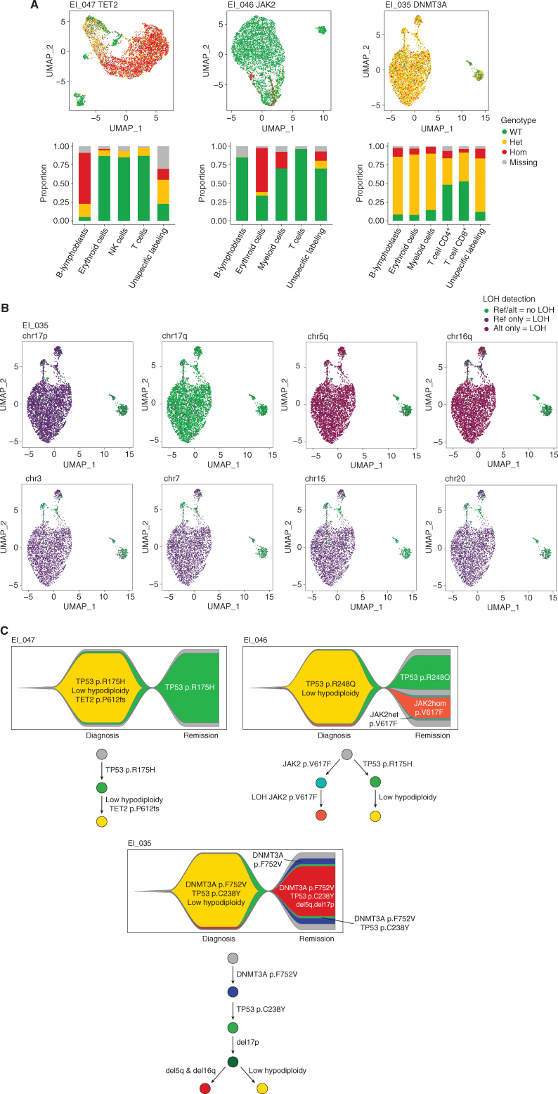 Figure 6. Integration of ARCH mutations into the clonal architecture of LH-ALL. A, UMAP plots for individual diagnostic samples from three patients with cells clustered by expression of cell-surface markers and colored according to genotypes of TET2, JAK2, and DNMT3A mutations in EI_047, EI_046, and EI_035, respectively. Histograms show the proportion of each genotype within each cell cluster. B, UMAP plots for the EI_035 diagnostic sample, with cells colored according to genotype for several heterozygous SNPs allowing LOH assessment. C, Fishplots and phylogenetic trajectories depicting the clonal architecture and the sequential acquisition of genetic abnormalities.