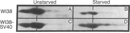 graphic file with name pnas00667-0201-a.jpg