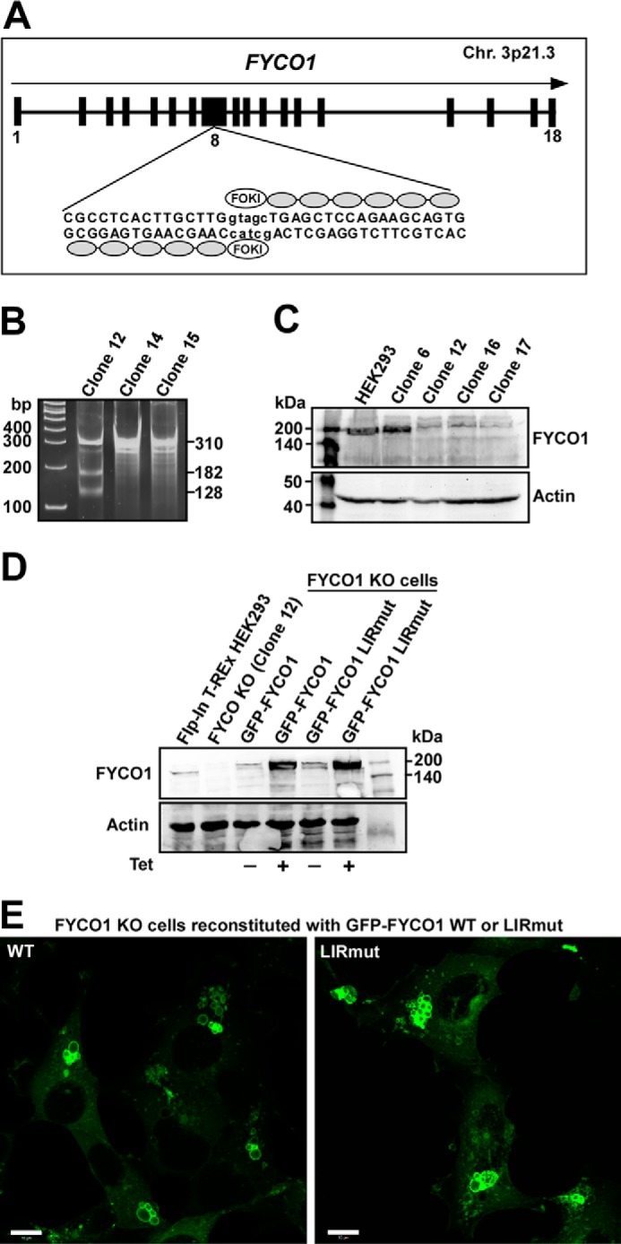 FIGURE 5.