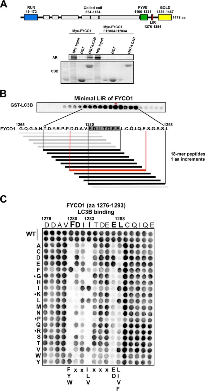 FIGURE 1.