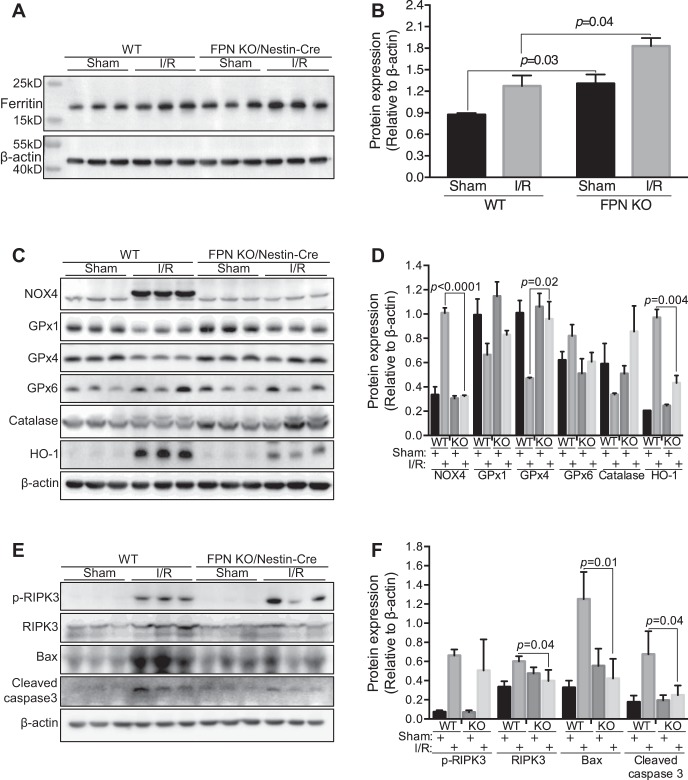 Fig. 11.