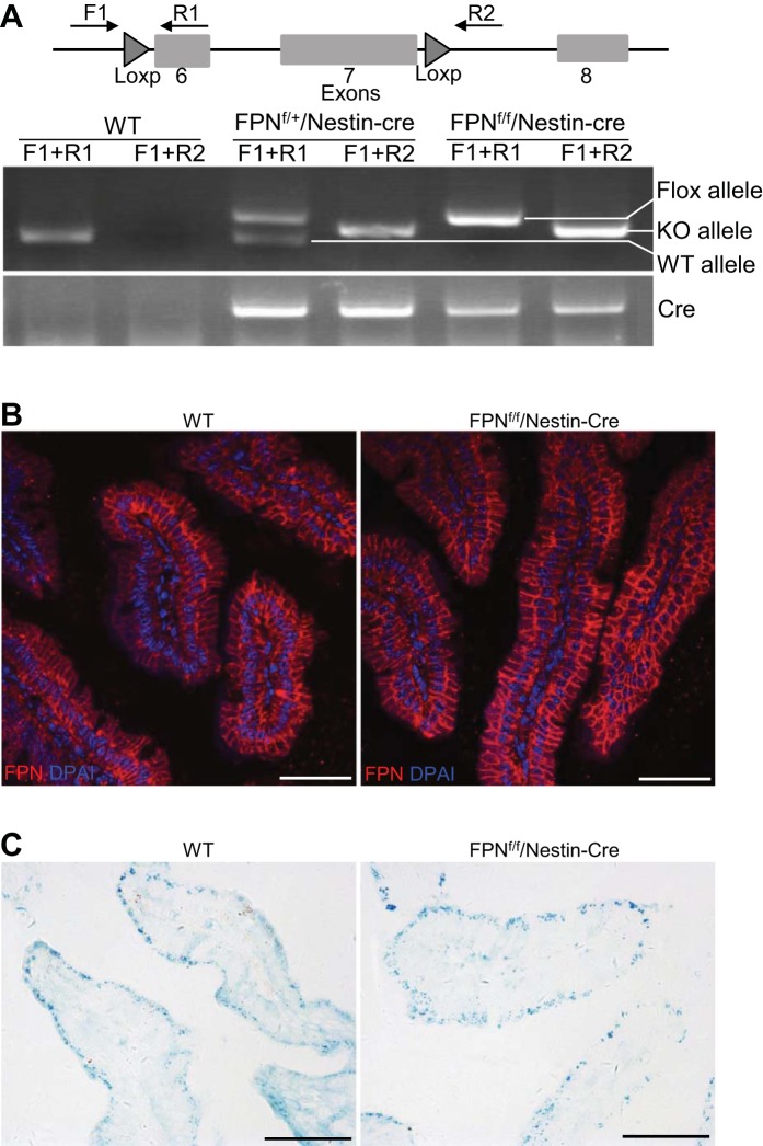 Fig. 2.