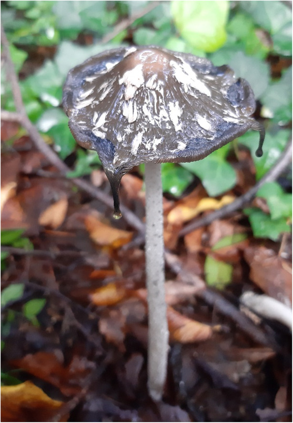 Fig. 4