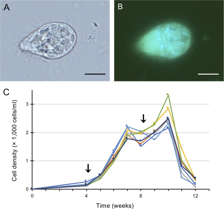 FIG 1