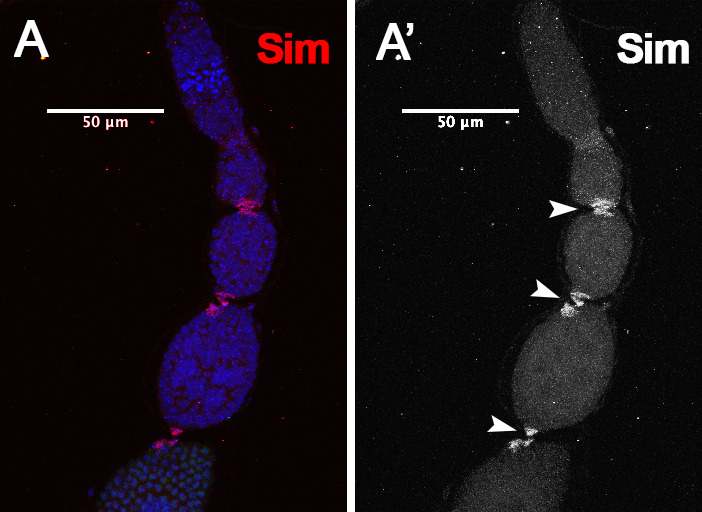 Figure 5—figure supplement 1.