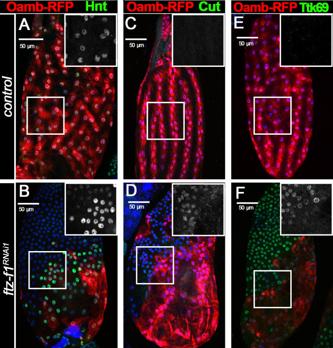 Figure 3—figure supplement 1.