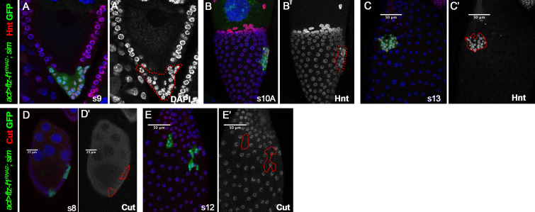 Figure 6—figure supplement 1.