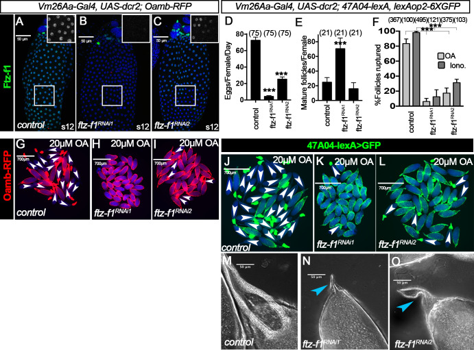 Figure 2—figure supplement 1.