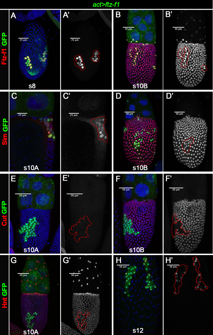 Figure 5—figure supplement 2.