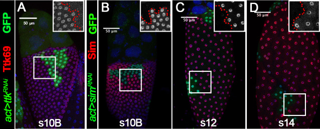 Figure 1—figure supplement 3.