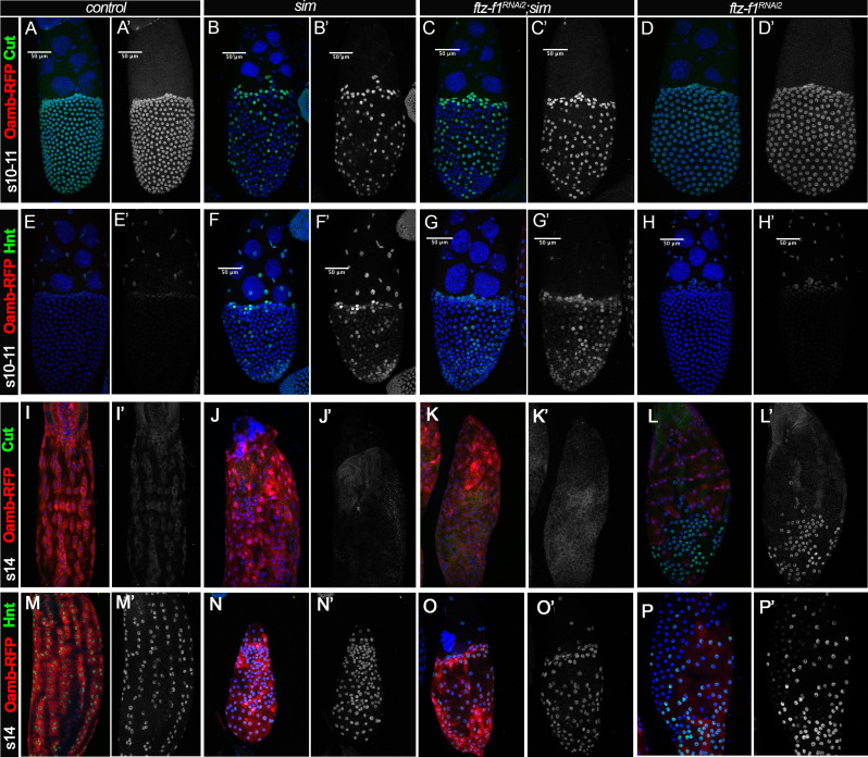 Figure 6—figure supplement 2.