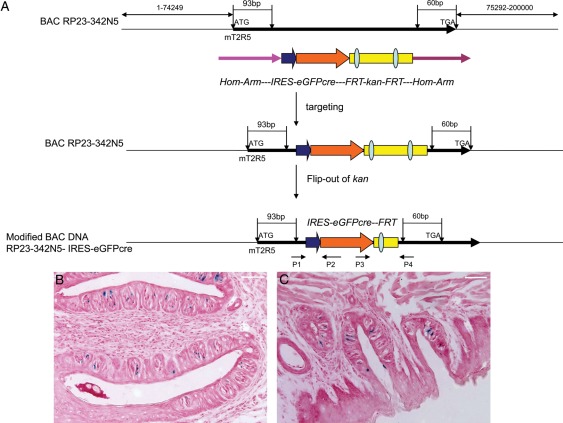 Figure 1