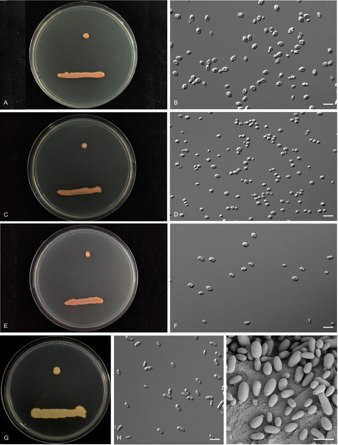 Fig. 35