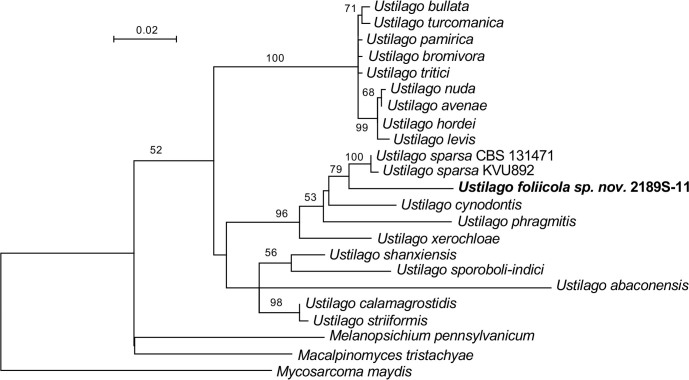 Fig. 19