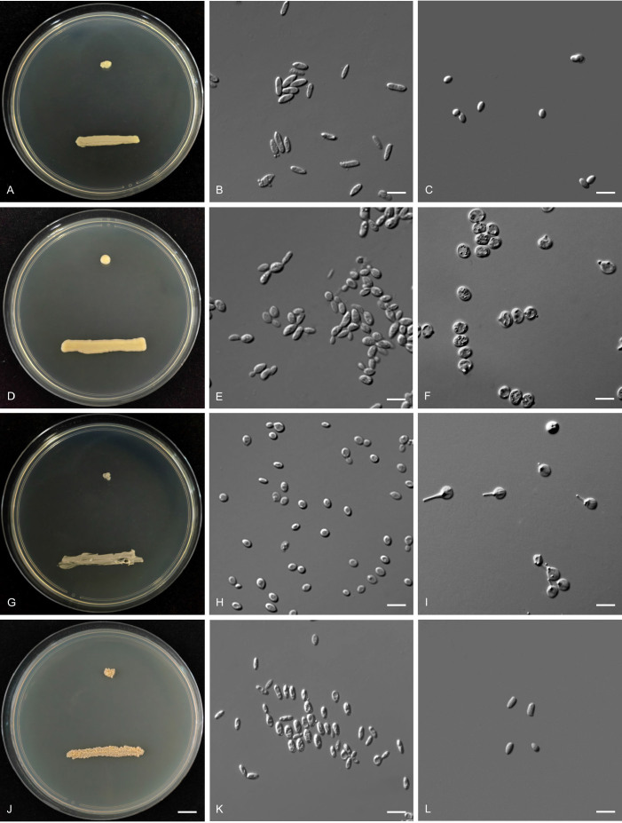 Fig. 22