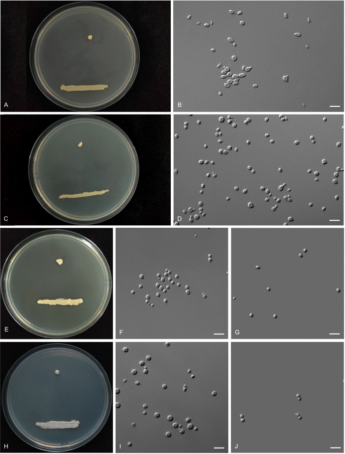 Fig. 24