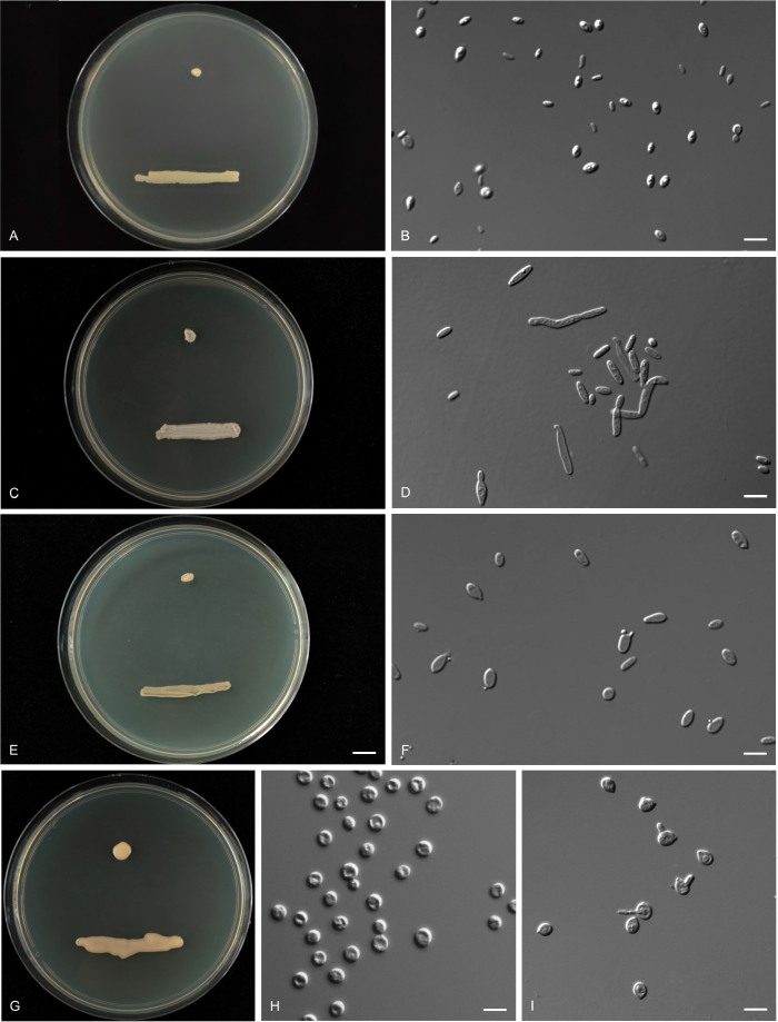 Fig. 30