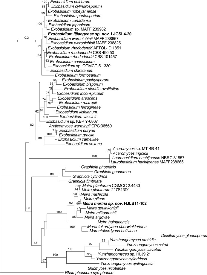 Fig. 20